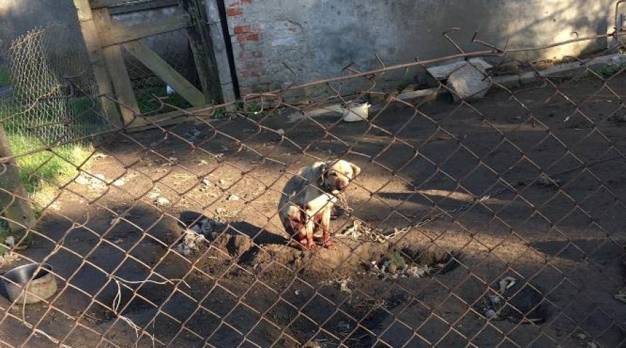 interwencja reks malbork (2)