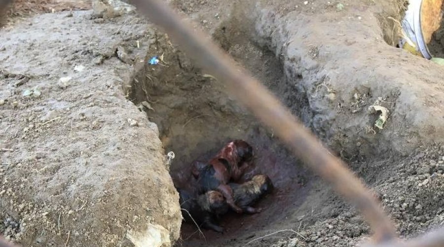 interwencja reks malbork (3)