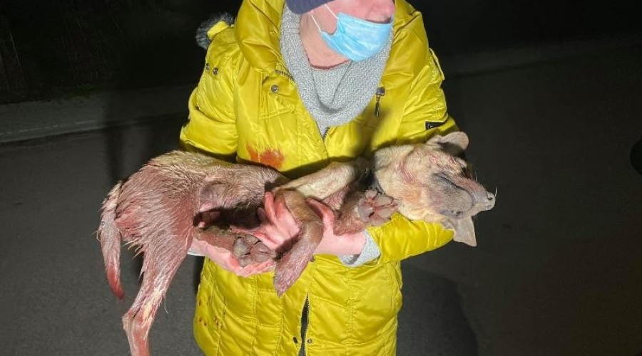 interwencja reks malbork (6)