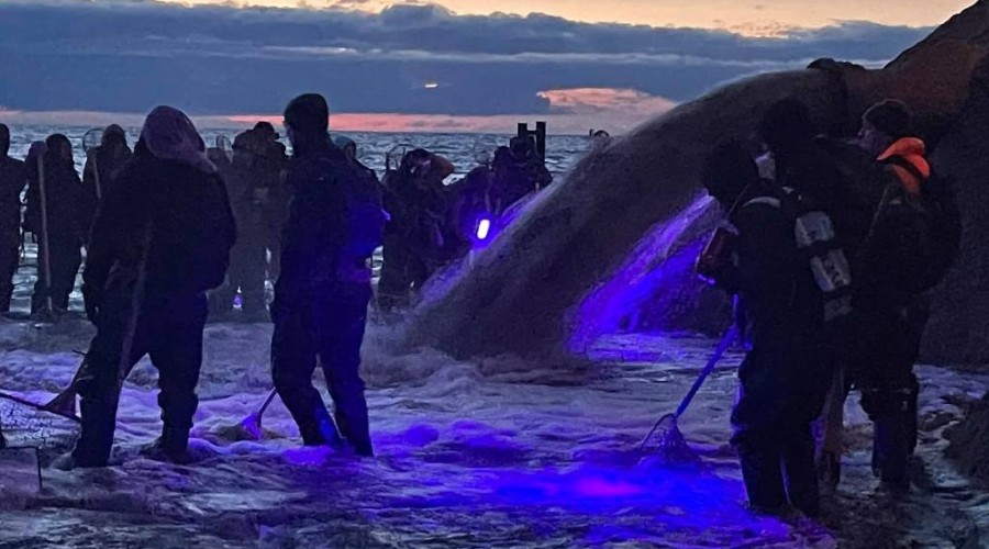 bursztynowa gorączka przekop0102