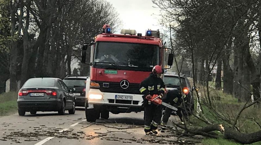 jantarowa-powalone-drzewo-4 (1)