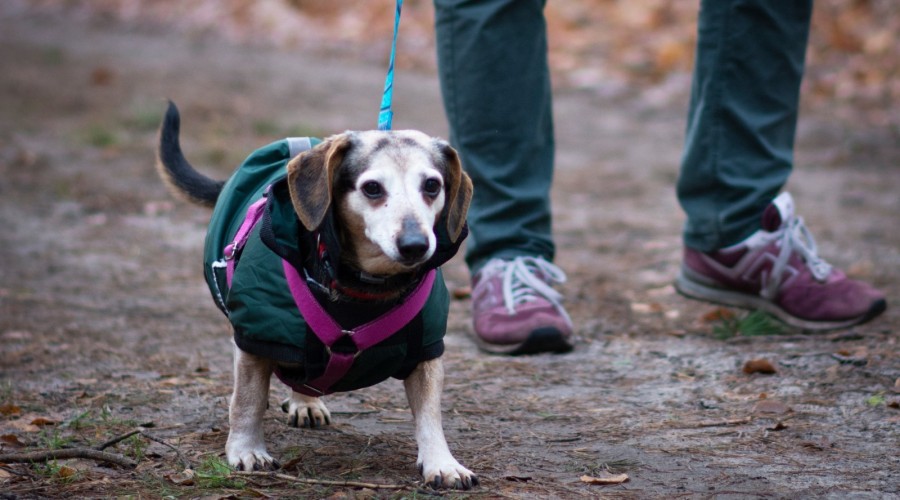 Foto. Stowarzyszenie Iskierka