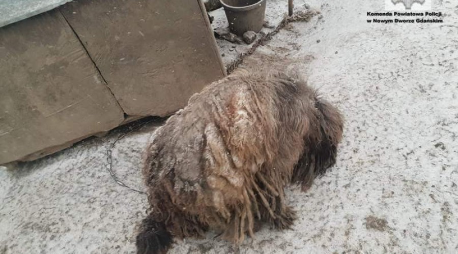 1NDG- ustawa o ochronie zwierząt