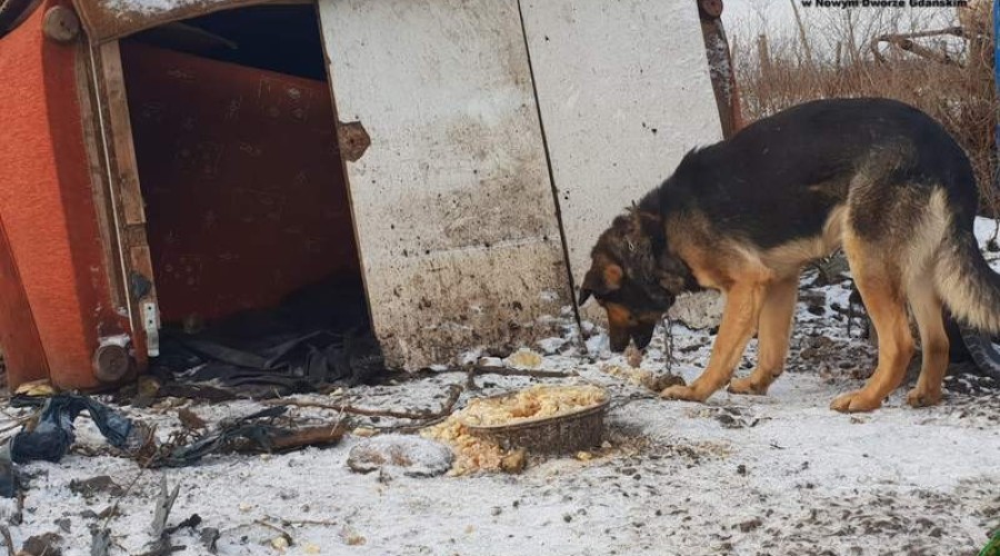 2NDG-  ustawa o ochronie zwierzat