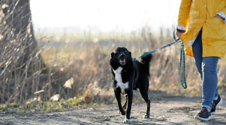 rocky potrzebuje domu tymczasowego4