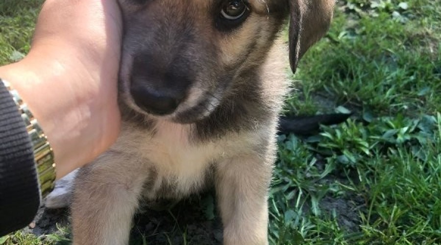 Szczeniaki szukają domu4