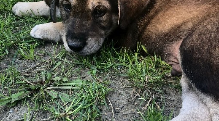 Szczeniaki szukają domu5