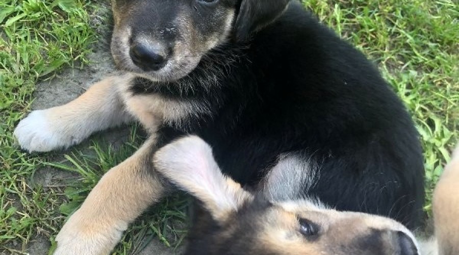 Szczeniaki szukają domu6