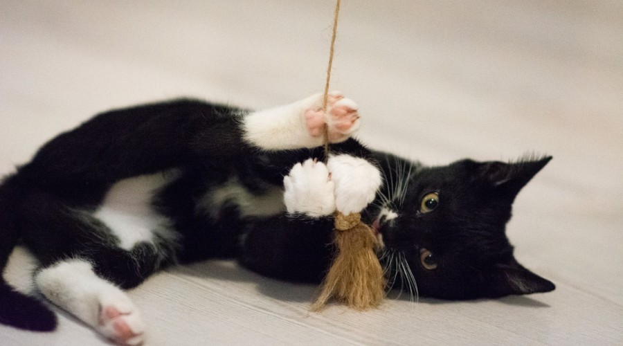 schronisko iskierka (5)