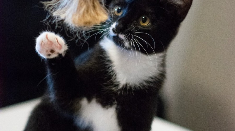 schronisko iskierka (6)