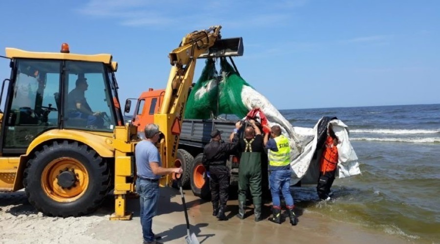 Martwy Wieloryb na plaży w Kątach Rybackich (1)