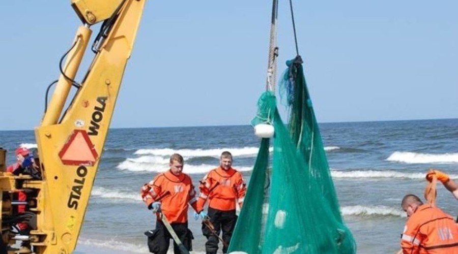 Martwy Wieloryb na plaży w Kątach Rybackich (3)