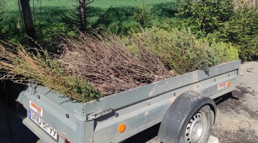 akcja zadrzewieniowa powiat nowodworski17