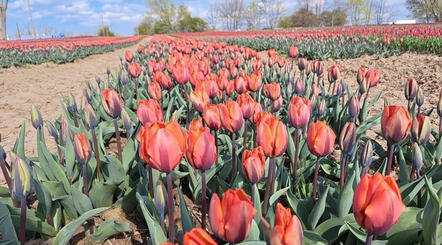 tulipany cedry wielkie (14)