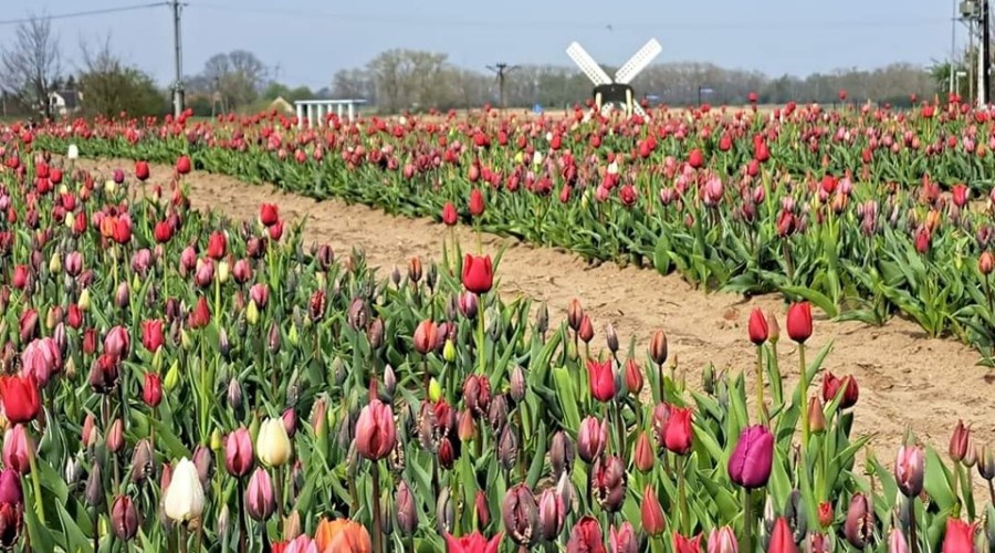 tulipany cedry wielkie (2)