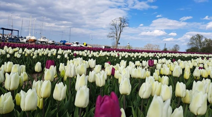 tulipany cedry wielkie (3)