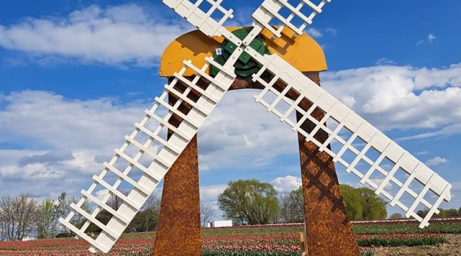 tulipany cedry wielkie (4)