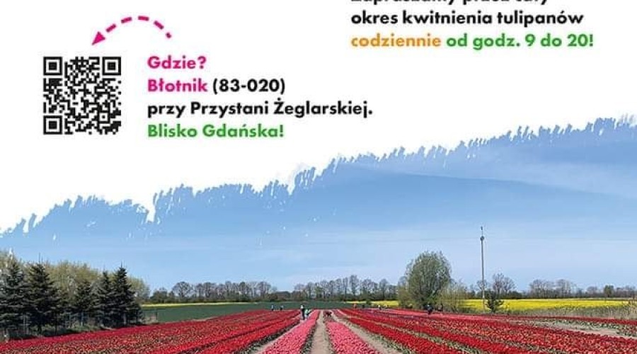 tulipany cedry wielkie (9)