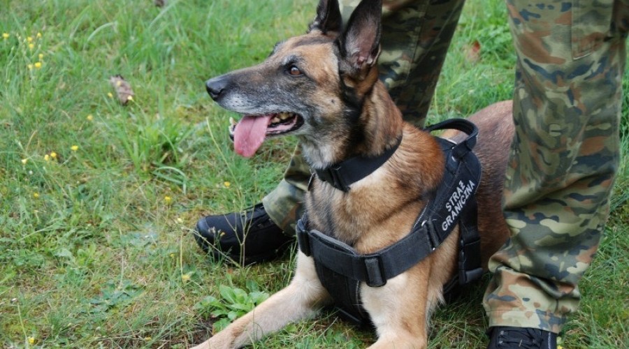 straż graniczna praca13