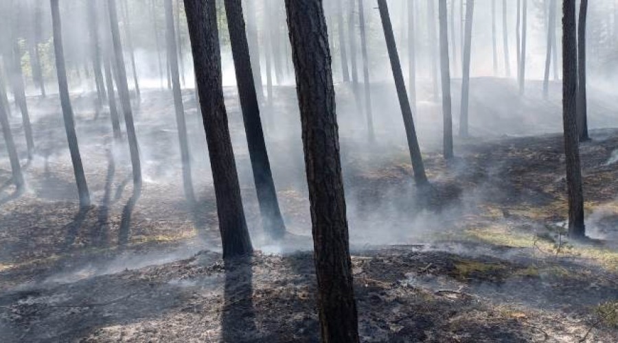 pozar lasu mikoszewo4