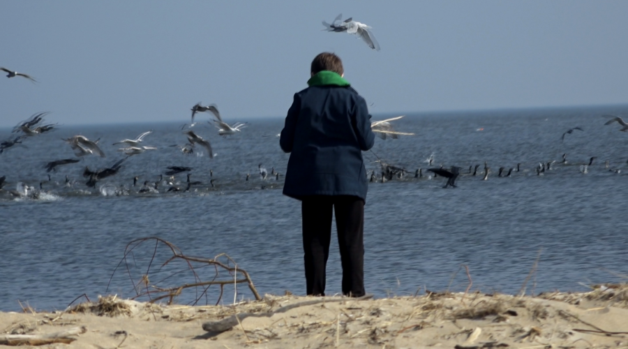 sprzatanie mewiej łachy (5)