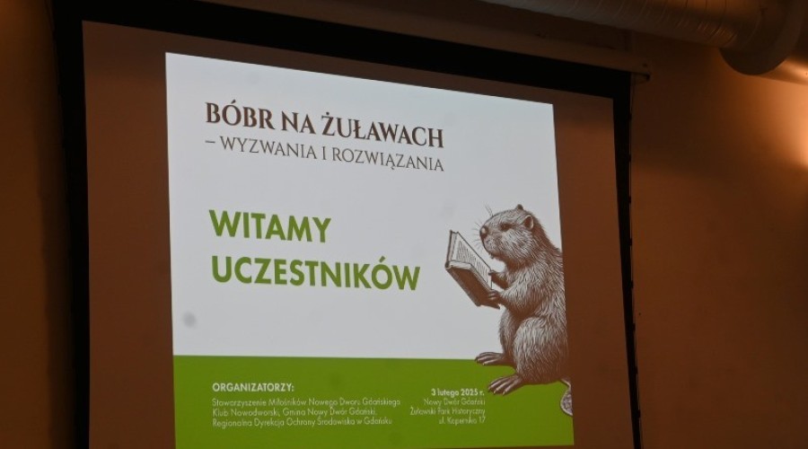 bobry na zulawach (1)