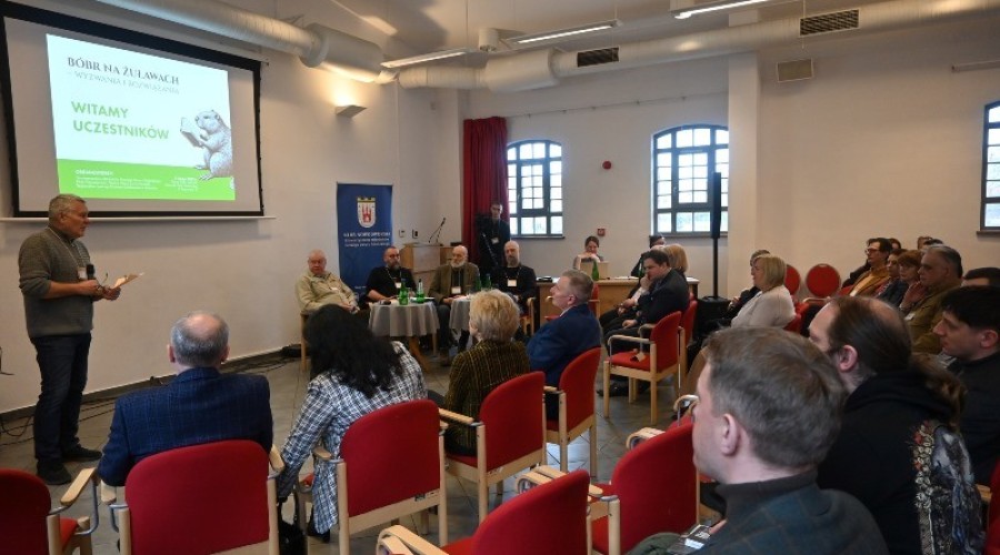 bobry na zulawach (6)