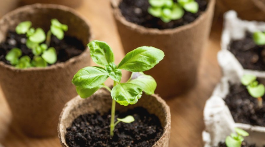 herb-seeds-to-sow-1024x683-1