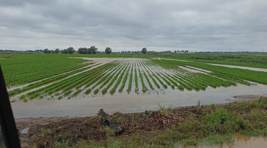 zuławy pod wodą (20)