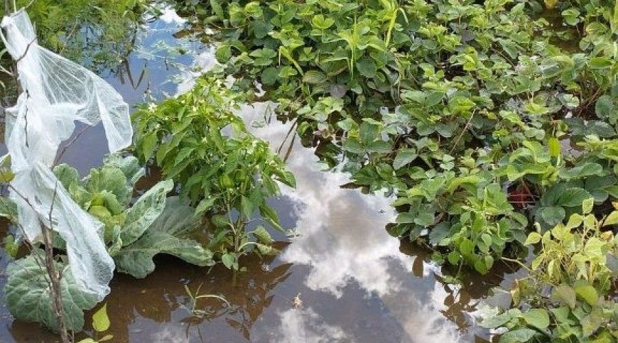 zuławy pod wodą (23)