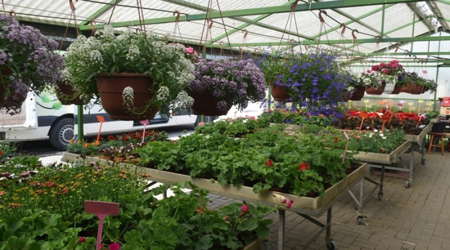 ogrodnictwo zagonowa nowy dwór gdański11