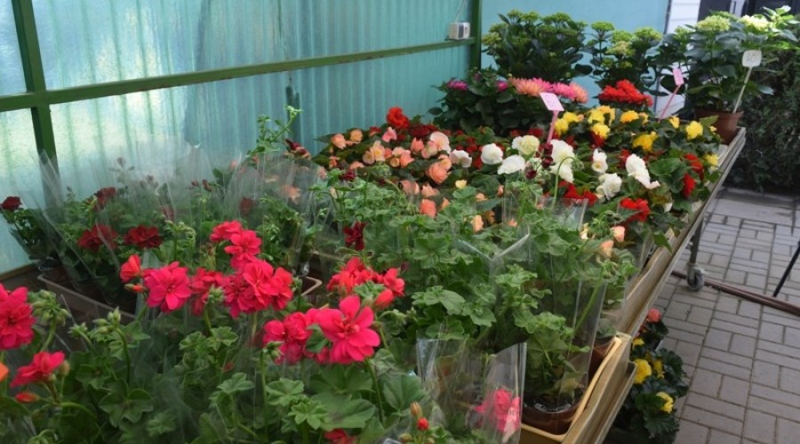 ogrodnictwo zagonowa nowy dwór gdański12