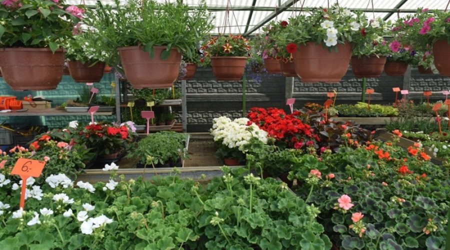 ogrodnictwo zagonowa nowy dwór gdański16