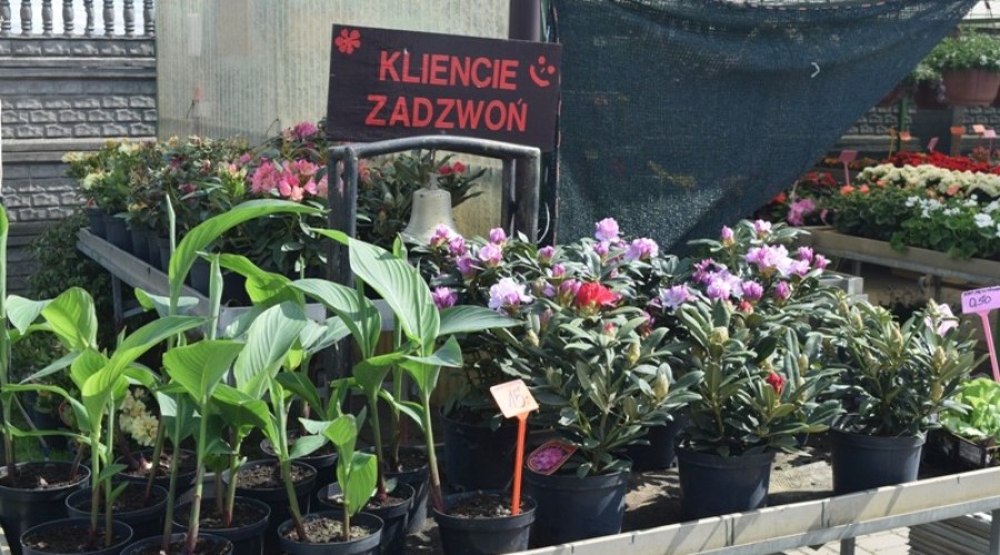 ogrodnictwo zagonowa nowy dwór gdański18