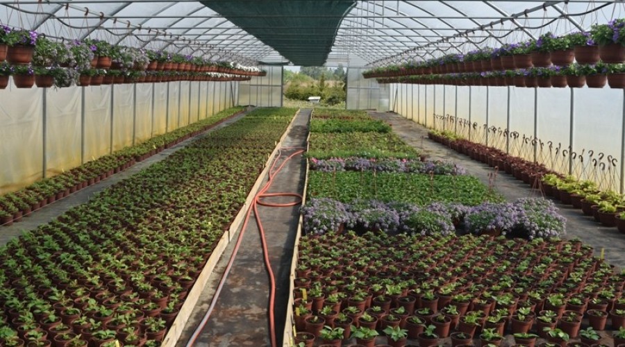 ogrodnictwo zagonowa nowy dwór gdański24