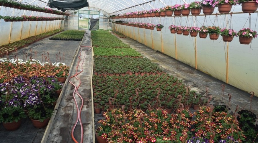 ogrodnictwo zagonowa nowy dwór gdański27