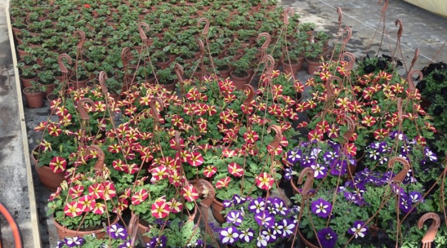 ogrodnictwo zagonowa nowy dwór gdański29