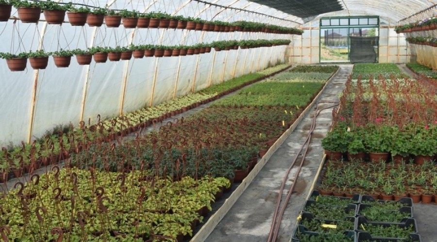 ogrodnictwo zagonowa nowy dwór gdański30