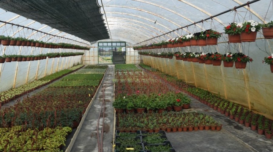 ogrodnictwo zagonowa nowy dwór gdański31