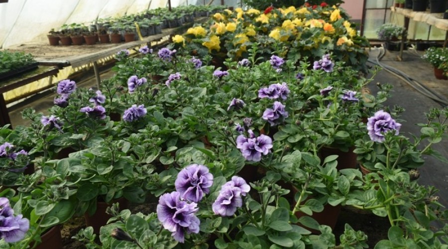 ogrodnictwo zagonowa nowy dwór gdański32