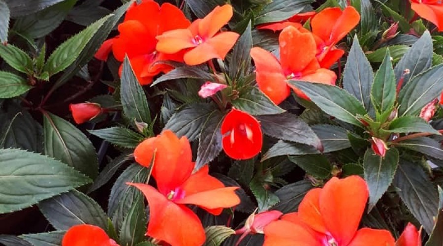 ogrodnictwo zagonowa nowy dwór gdański (11)