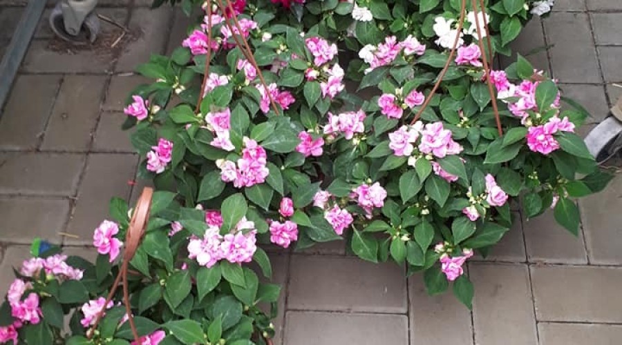 ogrodnictwo zagonowa nowy dwór gdański (12)