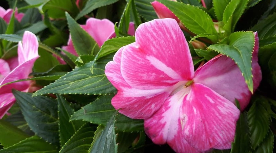 ogrodnictwo zagonowa nowy dwór gdański (17)