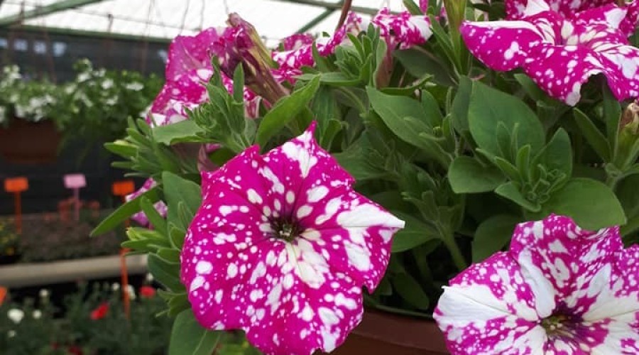 ogrodnictwo zagonowa nowy dwór gdański (18)