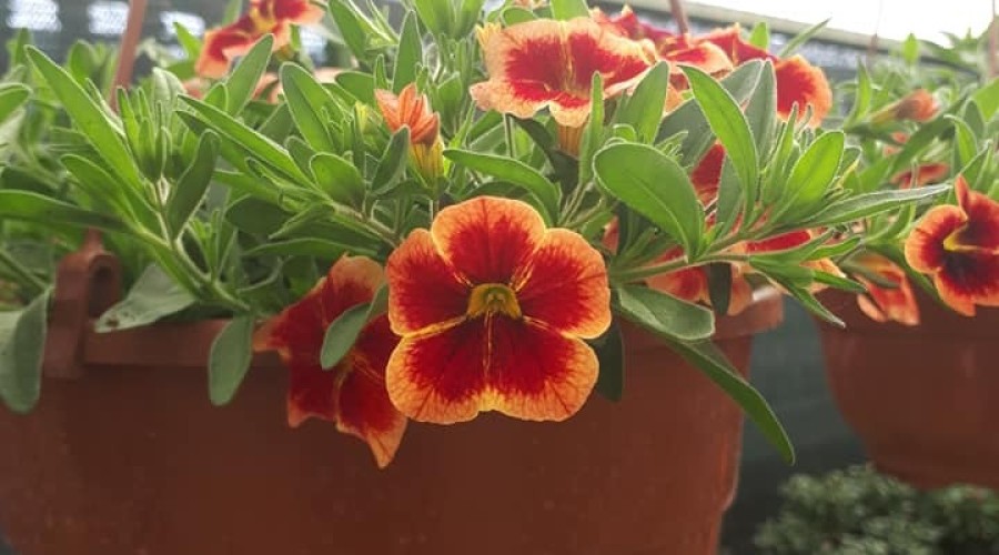 ogrodnictwo zagonowa nowy dwór gdański (4)