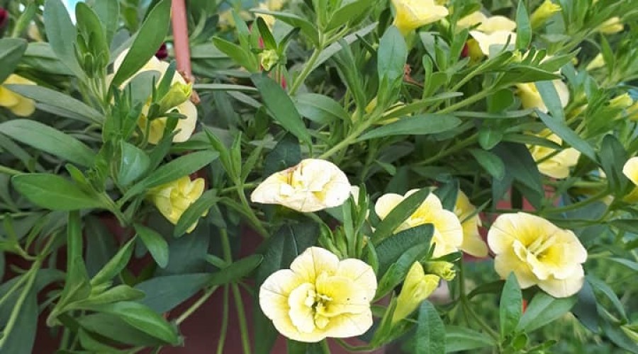 ogrodnictwo zagonowa nowy dwór gdański (6)