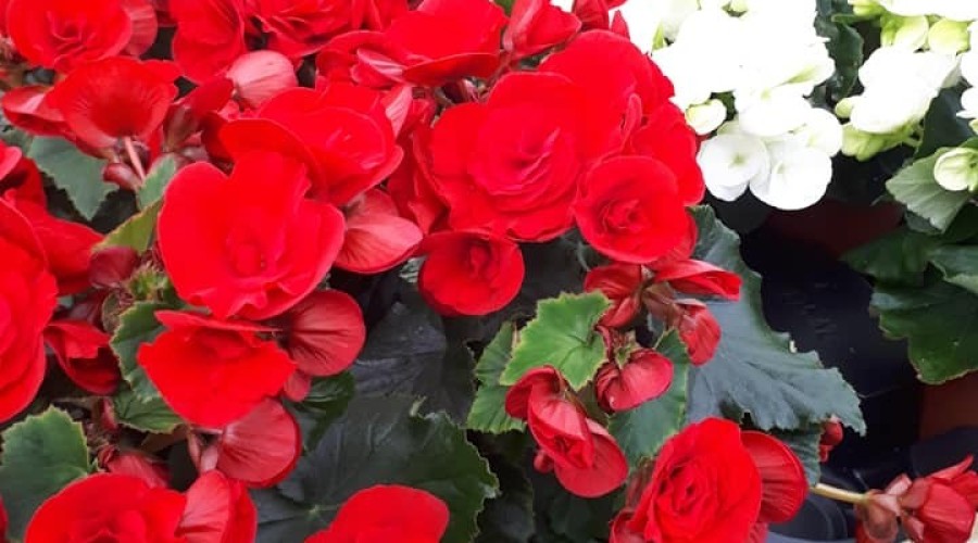 ogrodnictwo zagonowa nowy dwór gdański (7)