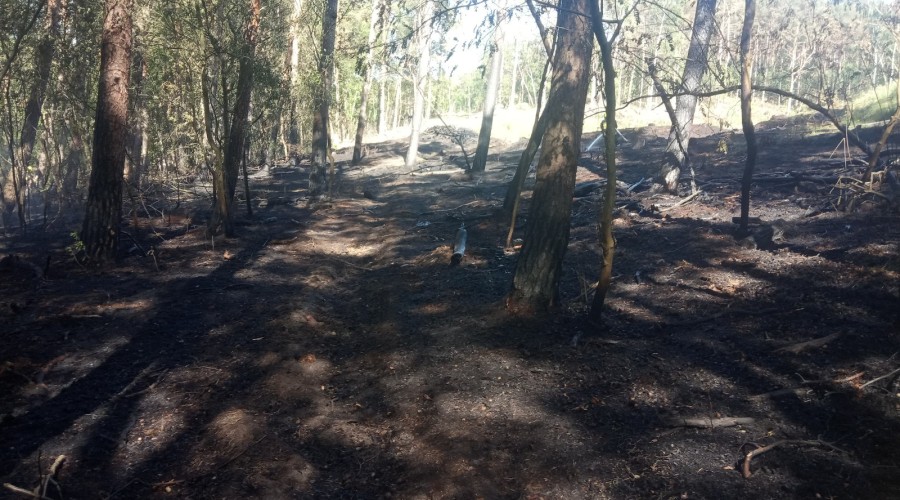 2 pożary lasu mierzeja wiślana (2)