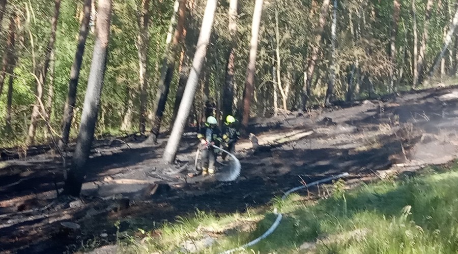 2 pożary lasu mierzeja wiślana (7)