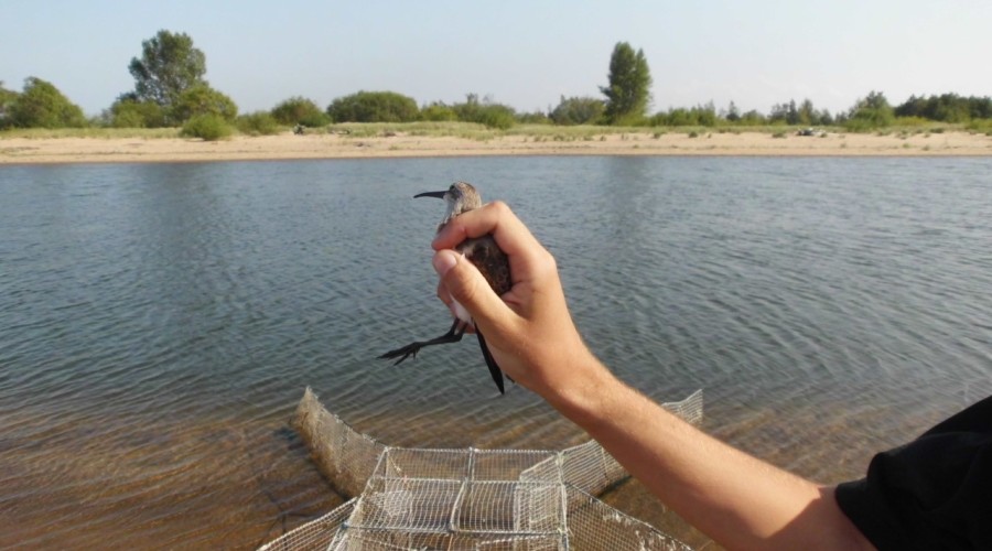 ujście wisły wwf polska (7)